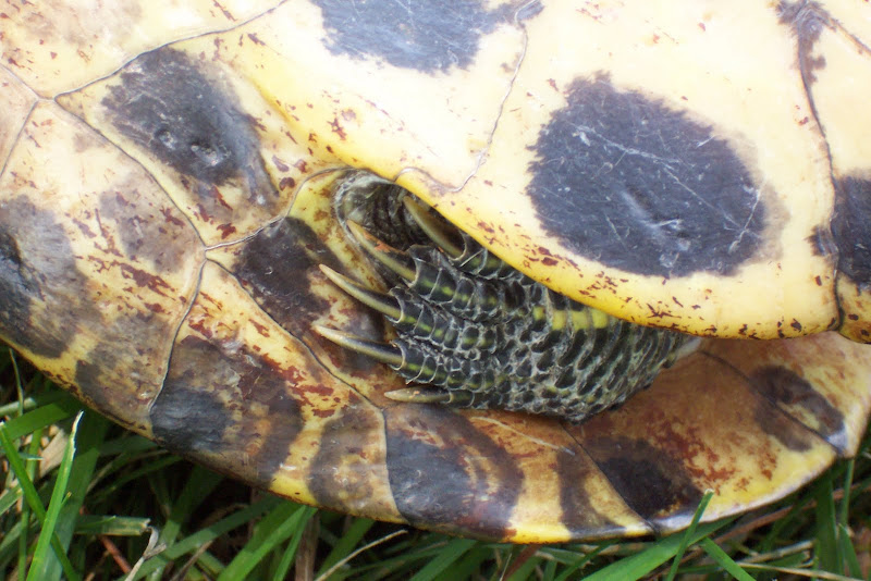 In the Garden: Turtles? In the Garden
