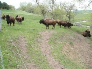 [buffalo1[2].jpg]