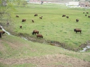 [buffalo4[2].jpg]
