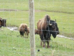 [buffalo5[2].jpg]