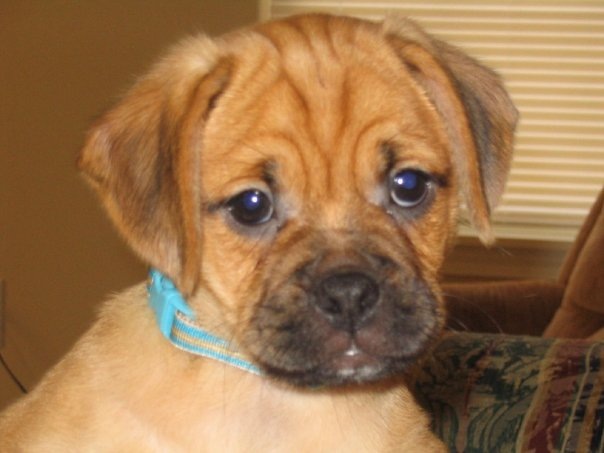 [lucy puppy[2].jpg]