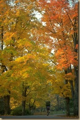 autumn trees