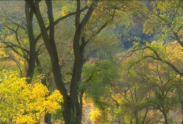 [yellow tree[2].jpg]