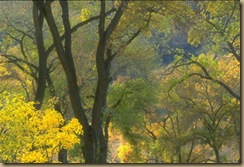 yellow tree