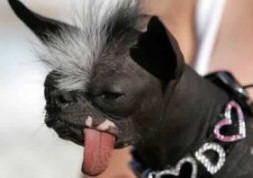 [dog_tongue[2].jpg]