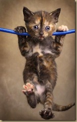 cat_hanging_around