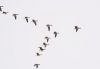 [582753_geese_in_flight[5].jpg]