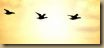 555043_flying_geese_3