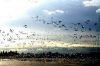[458066_snow_geese_in_flight[4].jpg]