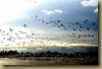 458066_snow_geese_in_flight