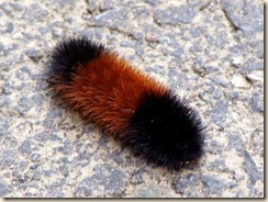 wooly worm