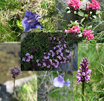 http://lh4.ggpht.com/_Vkwoux6RVCU/SNygKgs93tI/AAAAAAAAFdk/ZV0Yo8x8dTk/MercantourJ9_018fleurs1.JPG