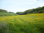 http://lh4.ggpht.com/_Vkwoux6RVCU/SfSqRBNPh3I/AAAAAAAAKHE/tu-cfHSXpwI/P1020782.JPG