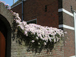 http://lh4.ggpht.com/_Vkwoux6RVCU/Sgf9lyEFEOI/AAAAAAAAKPg/2TbPrvyCngg/DSCN0801.JPG