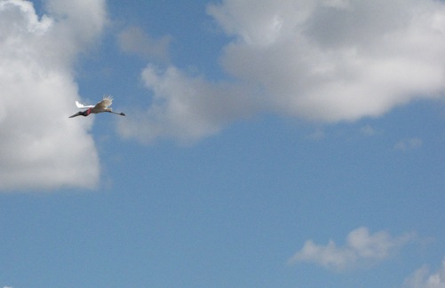 IMG_1740 IMG_1740