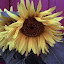 Sunflower in our garden Sunflower in our garden