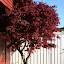 Our tree