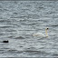 einmal Müggelsee, Friedrichshagen und zurück – Schwan mit Bleßralle einmal Müggelsee, Friedrichshagen und zurück – Schwan mit Bleßralle
