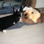 unser Minizoo – Bolek, Lolek, Zora, Pebbles unser Minizoo – Bolek, Lolek, Zora, Pebbles