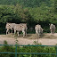 Tierpark Berlin am 23. August 2007 &ndash; 