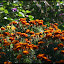 Sonnenblumenlabyrinth &ndash; 