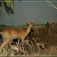 Museum für Naturkunde Berlin &ndash; Reh