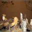 Museum für Naturkunde Berlin – Hermelin Museum für Naturkunde Berlin – Hermelin
