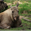 Schweden 2010 - Reise in die Vergangenheit und Elchpark &ndash; Elchpark Laganland - *schleck*