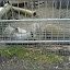 am Mauerpark – Jugendfarm Moritzhof - Kaninchen am Mauerpark – Jugendfarm Moritzhof - Kaninchen