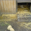 am Mauerpark &ndash; Jugendfarm Moritzhof - Meerschweine