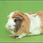 Meerschwein-Shooting – Wickie Meerschwein-Shooting – Wickie
