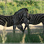  &ndash; Zebras