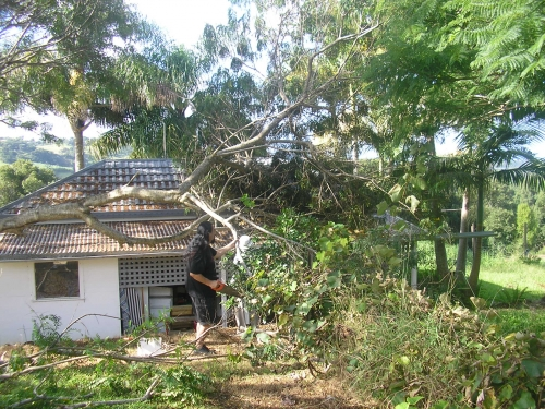 [Fallen tree[3].png]
