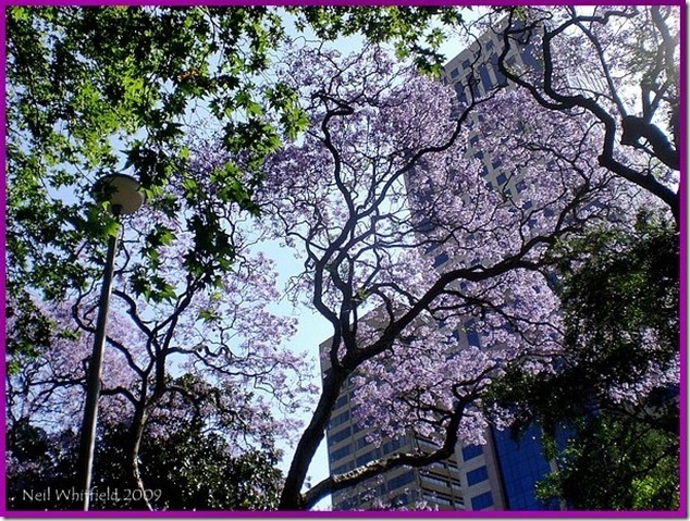 [Whitfield Jacarandas[4].jpg]