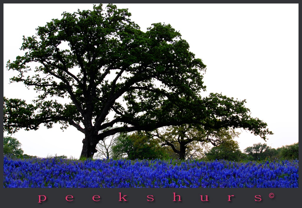 [bluebonnet[3].jpg]