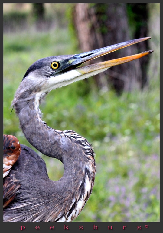 [crane[3].jpg]