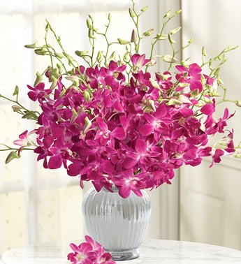 [Flowers.com-Orchids2.jpg]