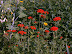 Display Gardens June 25