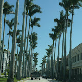 Een rijtje palmbomen in Palm Beach