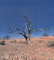 Día Mundial de Lucha contra la Desertificación y la Sequía: cuidar los suelos es preservar la vida.