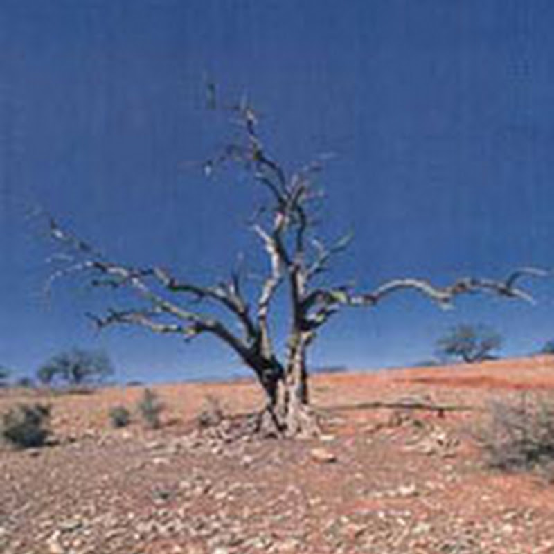 Día Mundial de Lucha contra la Desertificación y la Sequía: cuidar los suelos es preservar la vida.