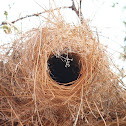 nest of White-browed sparrow weaver