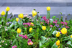 SF-trip-YSK3.jpg