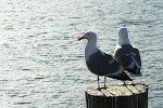 SF-Trip-YSK2-18.jpg