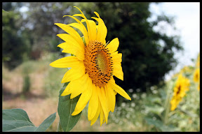 Agriturismo Serratone, Bed and breakfast, Lastminute in appartamento con piscina e aria condizionata in Toscana