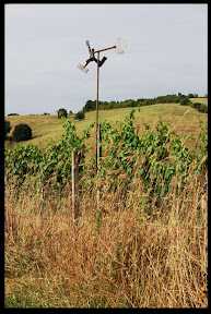 Agriturismo Serratone, Bed and breakfast, appartamenti lastminute tra mare e le colline della toscana al centro della tua vacanza