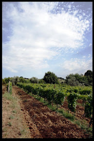 Agriturismo Serratone, Bed and breakfast, Il soggiorno ideale tra cultura,natura sport e divertimento nel cuore della maremma toscana
