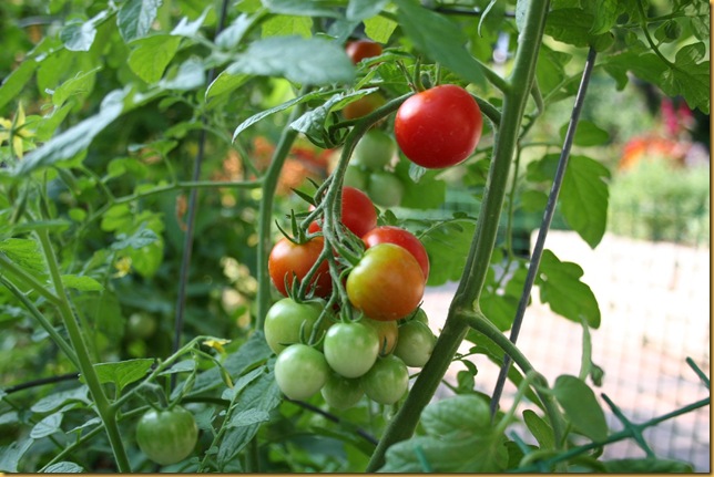 vegetable_garden_tomato