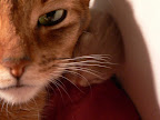  cat!!!