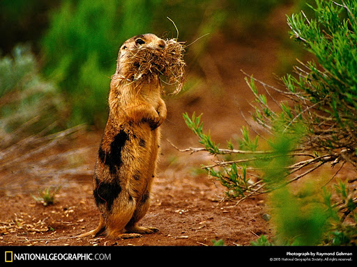National Geographic Wallpapers 1600 X 1200 National Geographic Wallpapers 1600 X 1200